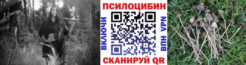 shop как зайти Кудрово Галлюциногенные грибы Psilocybine cubensis